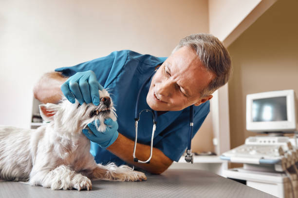 Best 24-Hour Emergency Dentist in Little Flock, AR